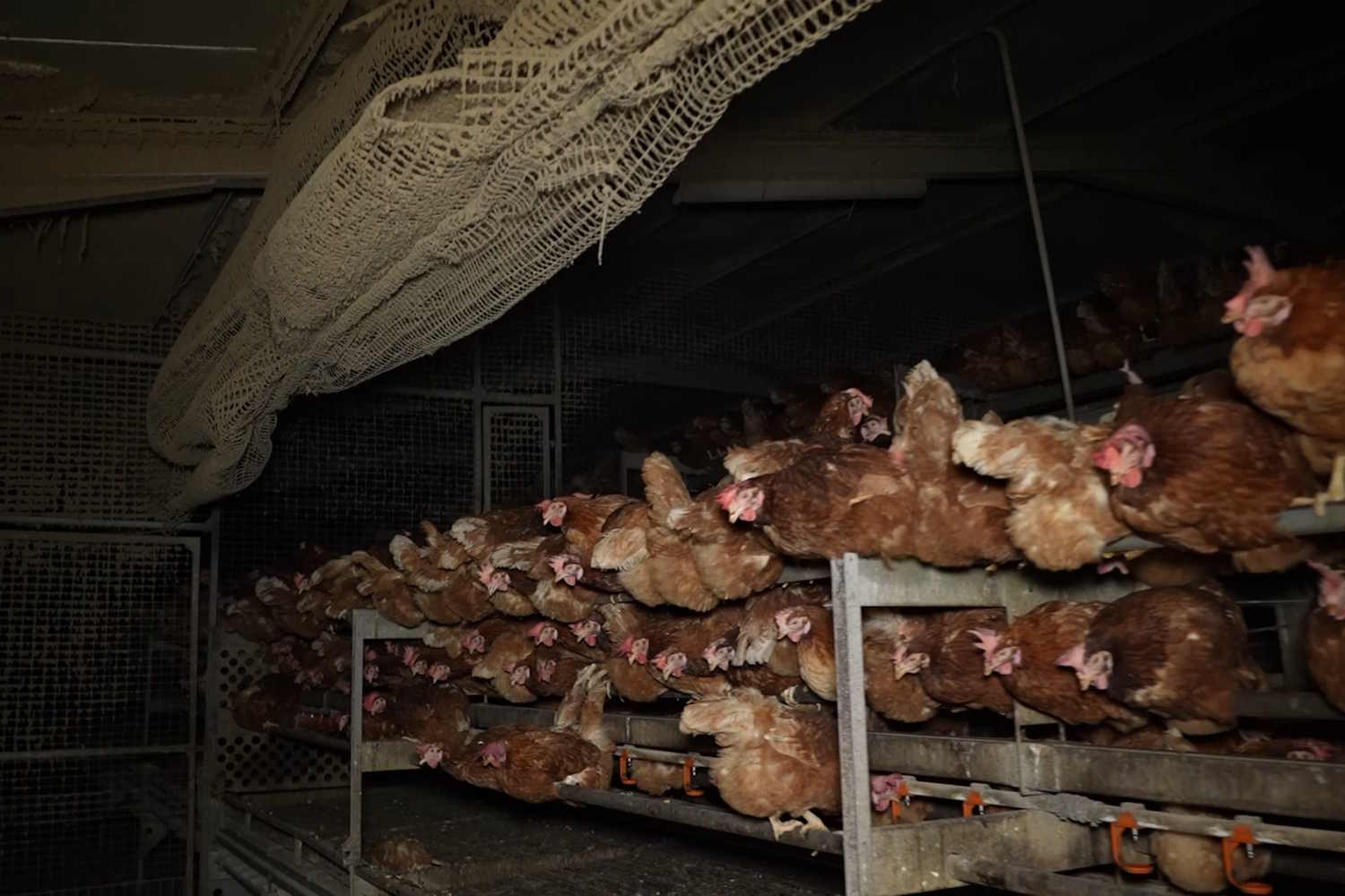 galline maiorca
