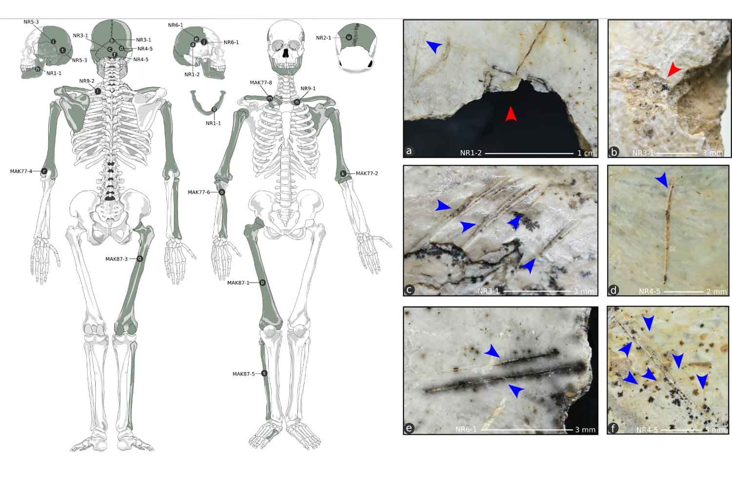 scoperta umani si mangiavano a vicenda 18.000 anni fa