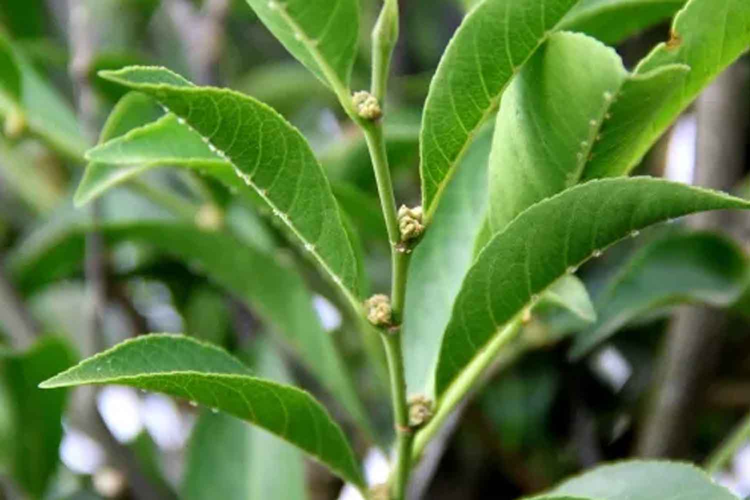 Rhinetea niccolifera