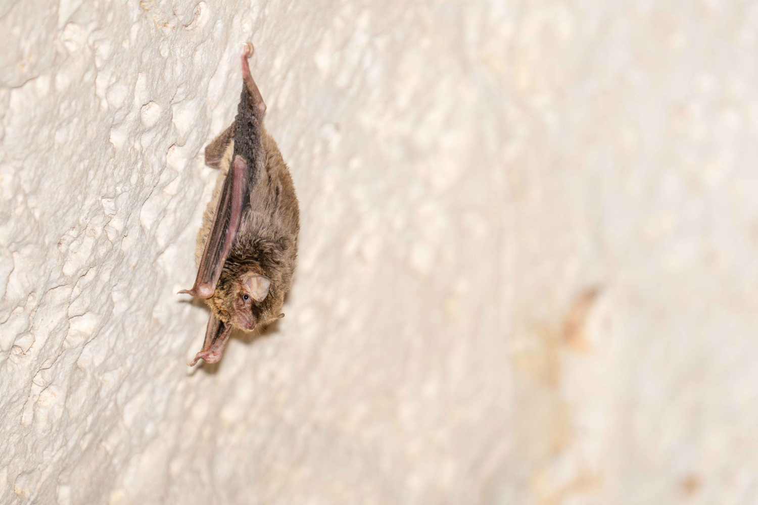 Miniopterus_maghrebensis