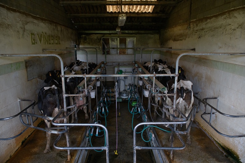Élevage de vaches asturées