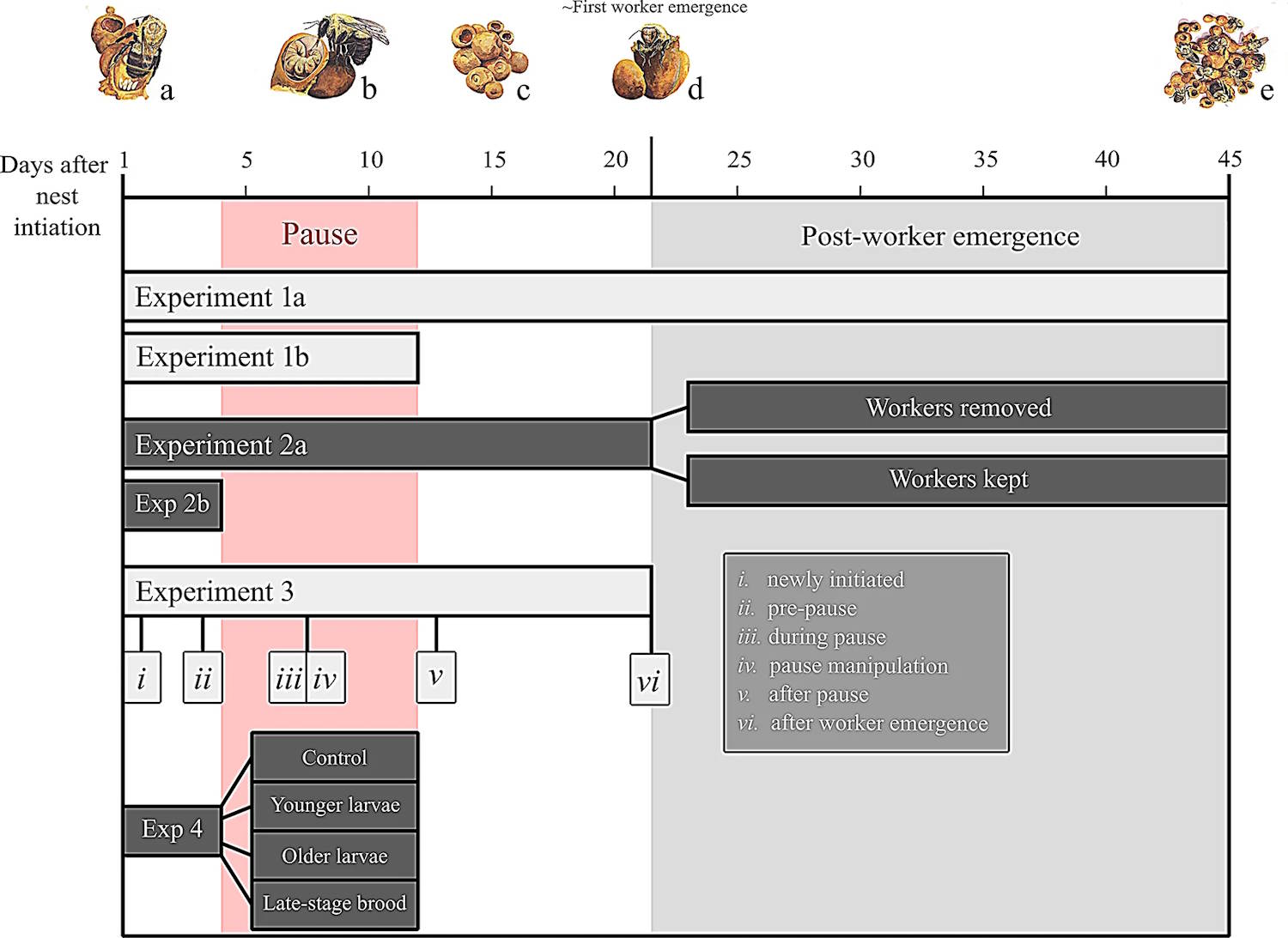Bombi Regina Burnout