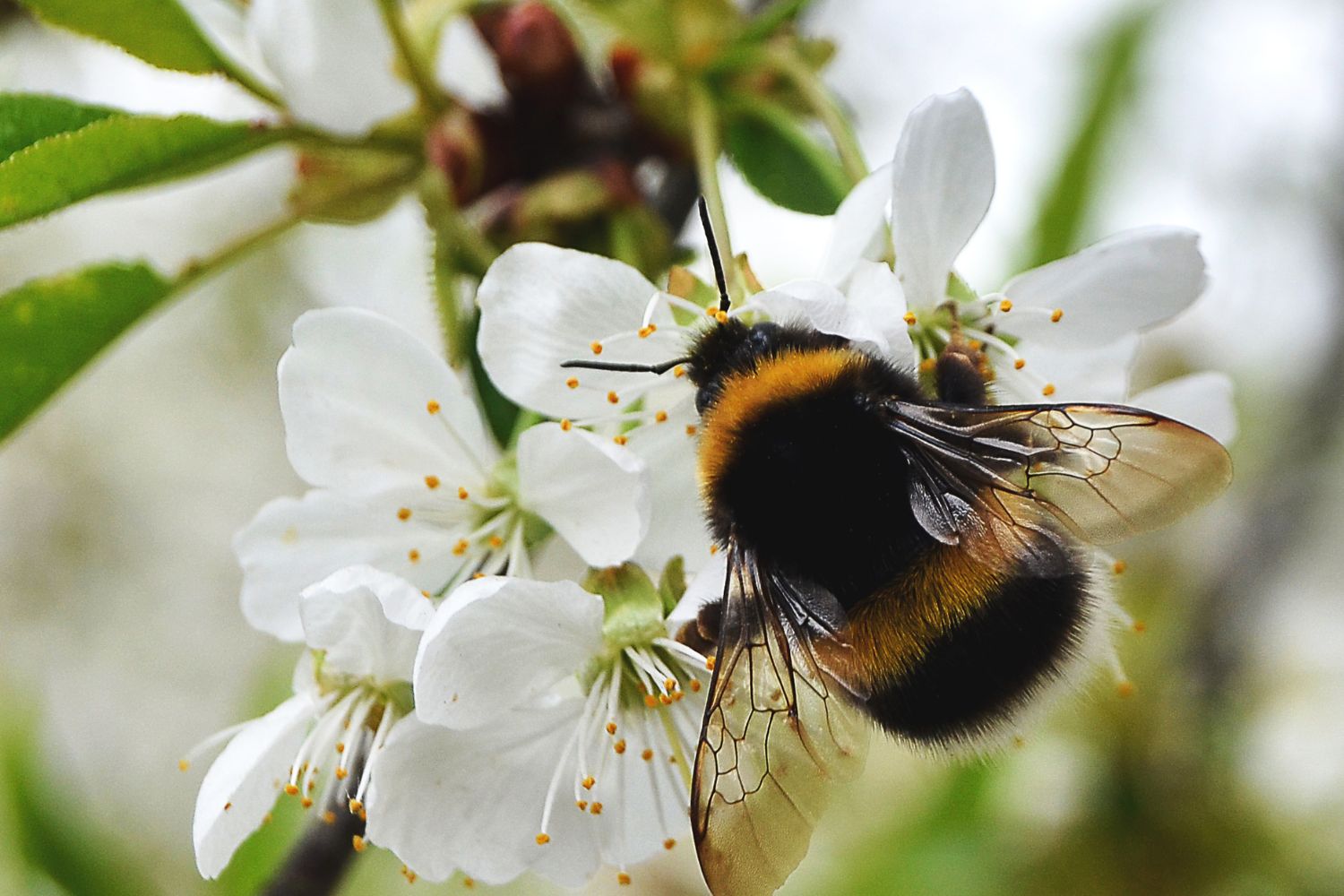 bombi regina burnout