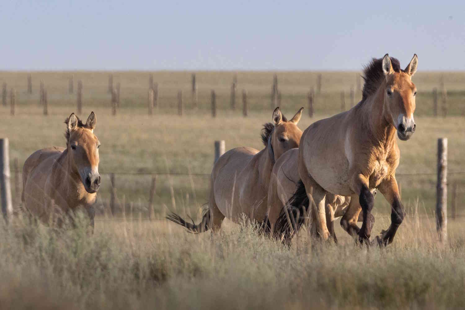 Du zoo à la libération dans la steppe: le retour des chevaux sauvages au Kazakhstan après plus de 200 ans