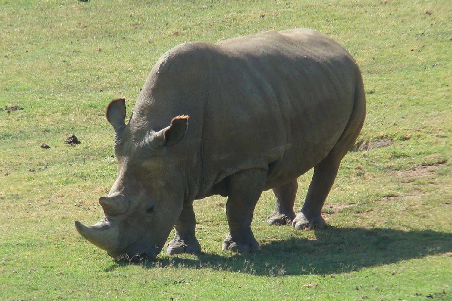 Rinoceronte bianco
