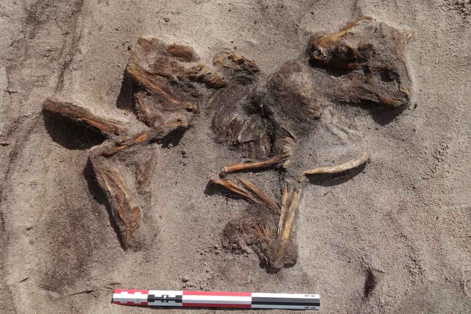 donna vichinga sepolta con il suo cane