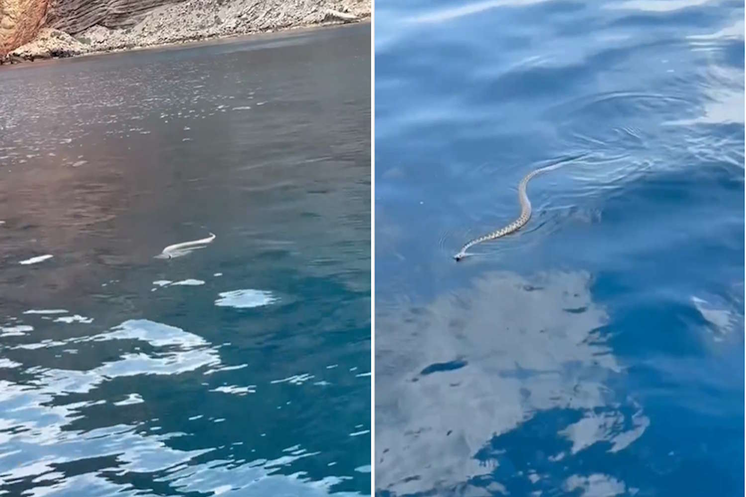 ibiza serpenti
