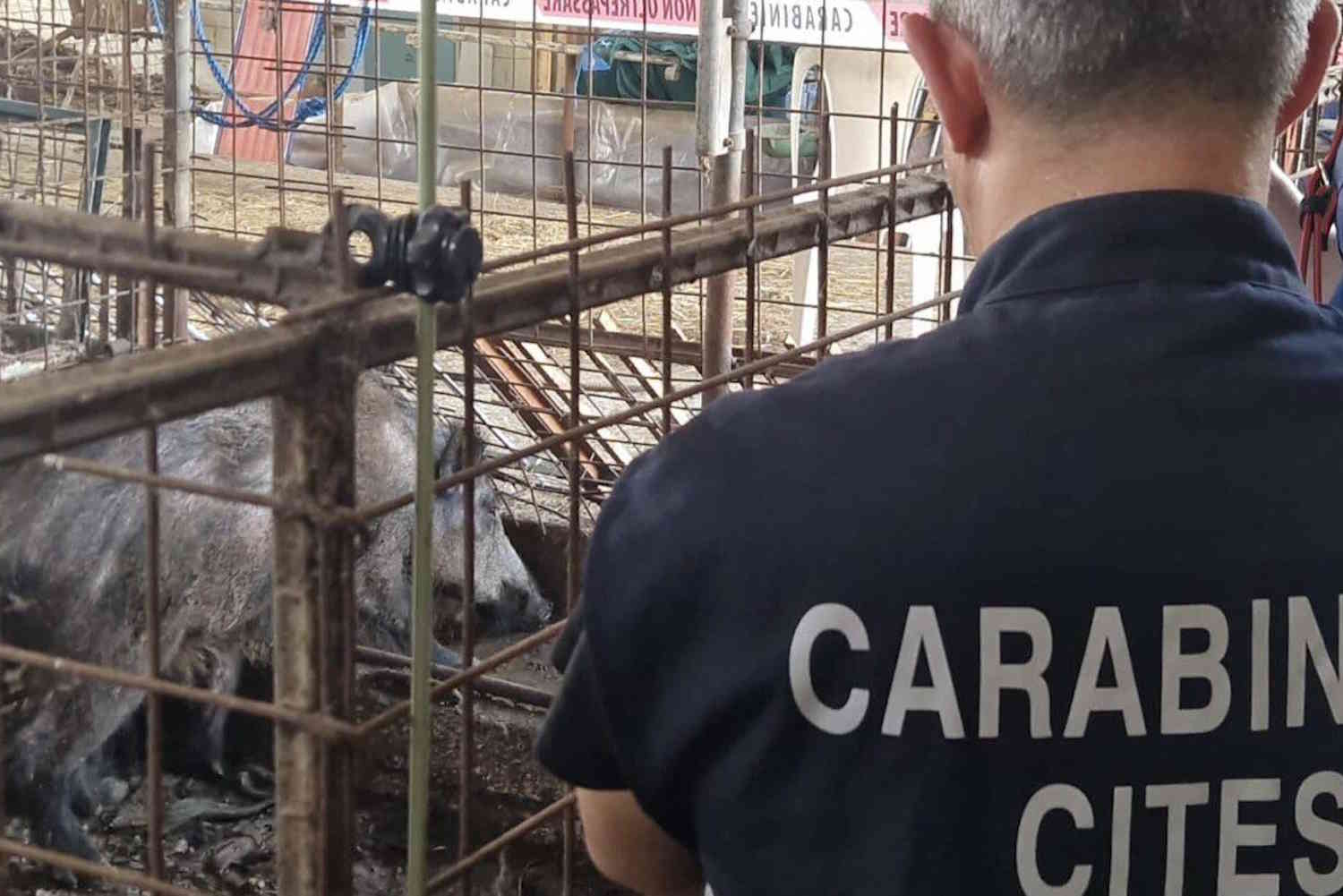 Enlèvement du refuge inégalé du dernier: qu'est-il arrivé aux animaux?