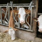 Gonzaga dit NON à la nouvelle agriculture intensive (mais la Région Lombardie n'est pas d'accord et fait appel)