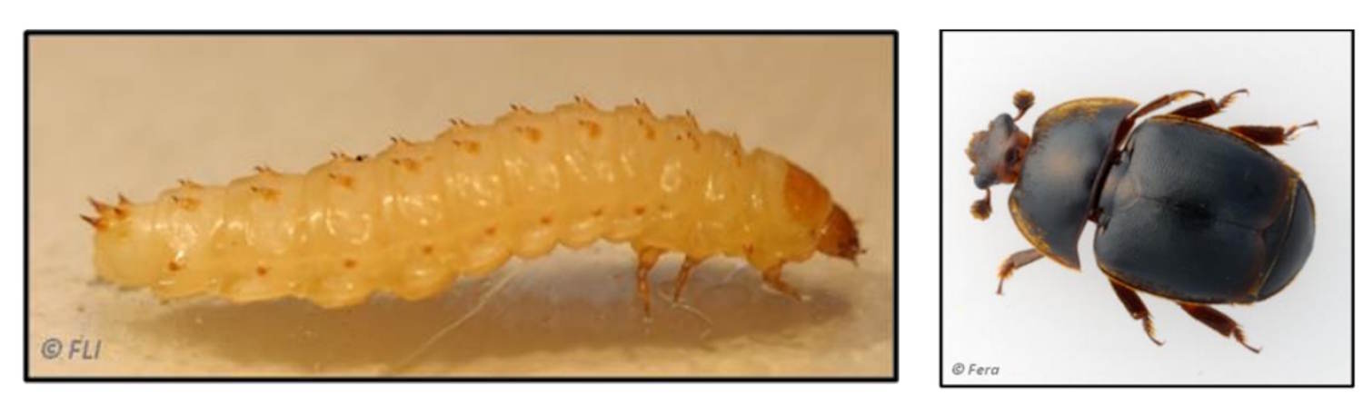 Aethina Tumida Contamination Alvear