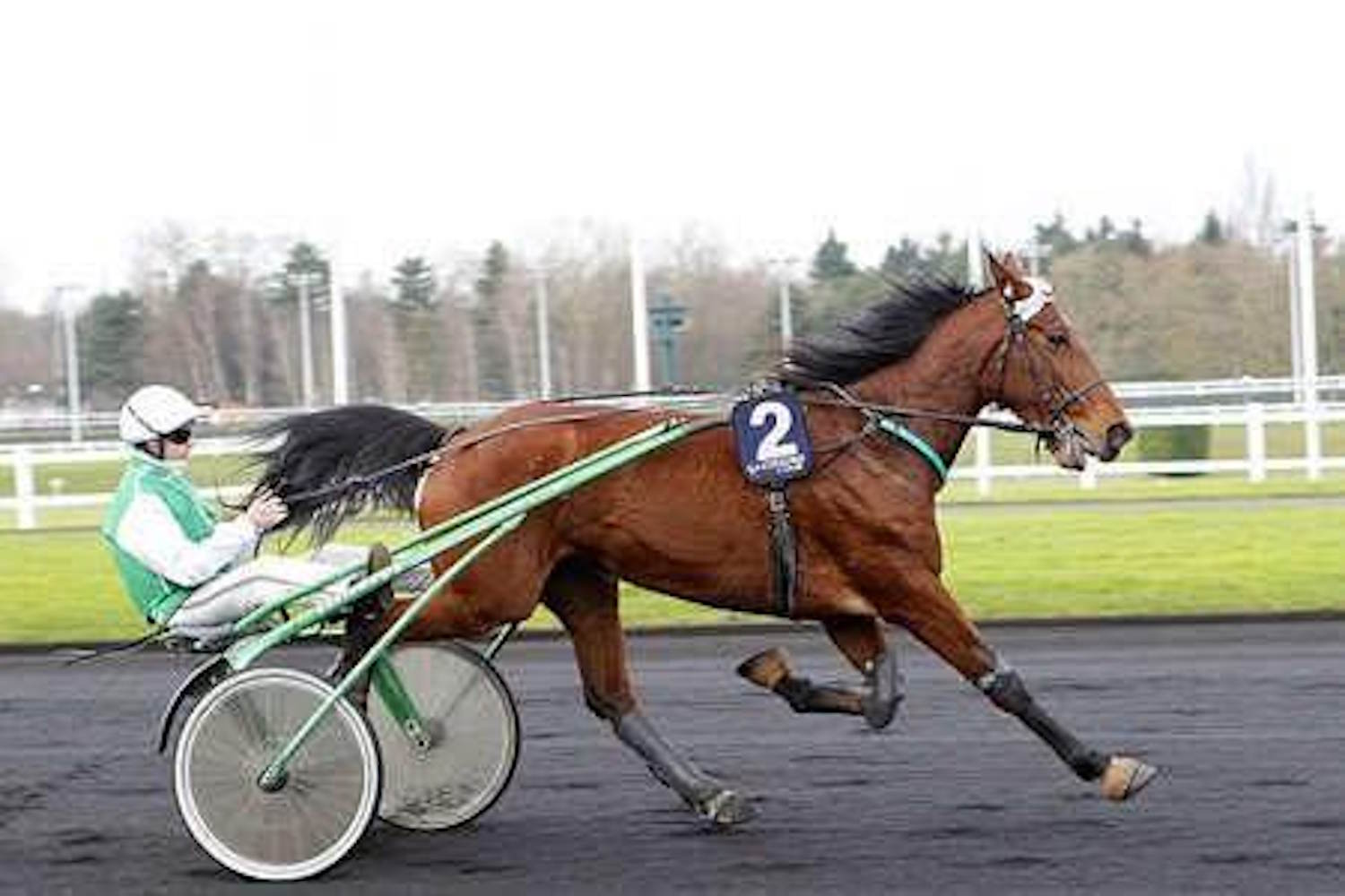 Ne les appelez pas des accidents! Un autre cheval est mort de notre plaisir douteux, nous ne pouvons plus