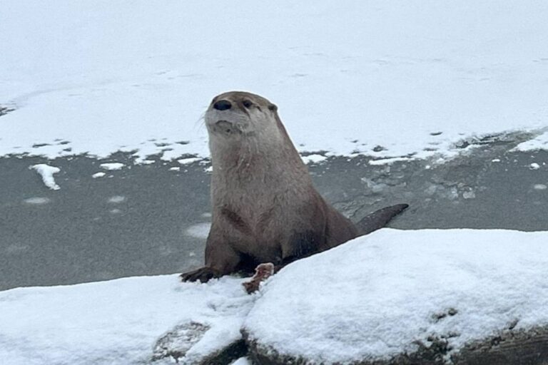 Longra s'échappe du zoo faisant perdre ses traces: « Louie préférée la liberté, nous acceptons son choix »
