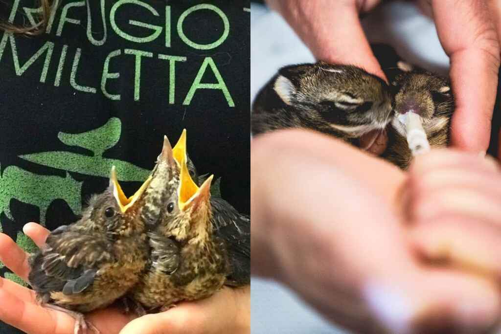 Miletta Refuge