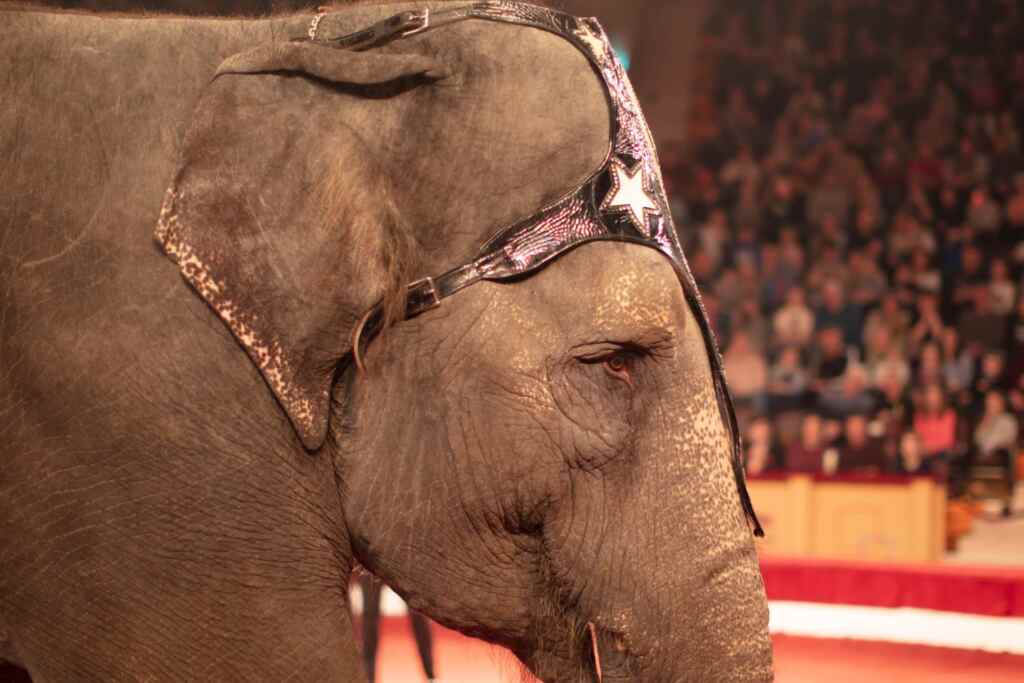 Assez d'animaux dans les lois reportées reportées