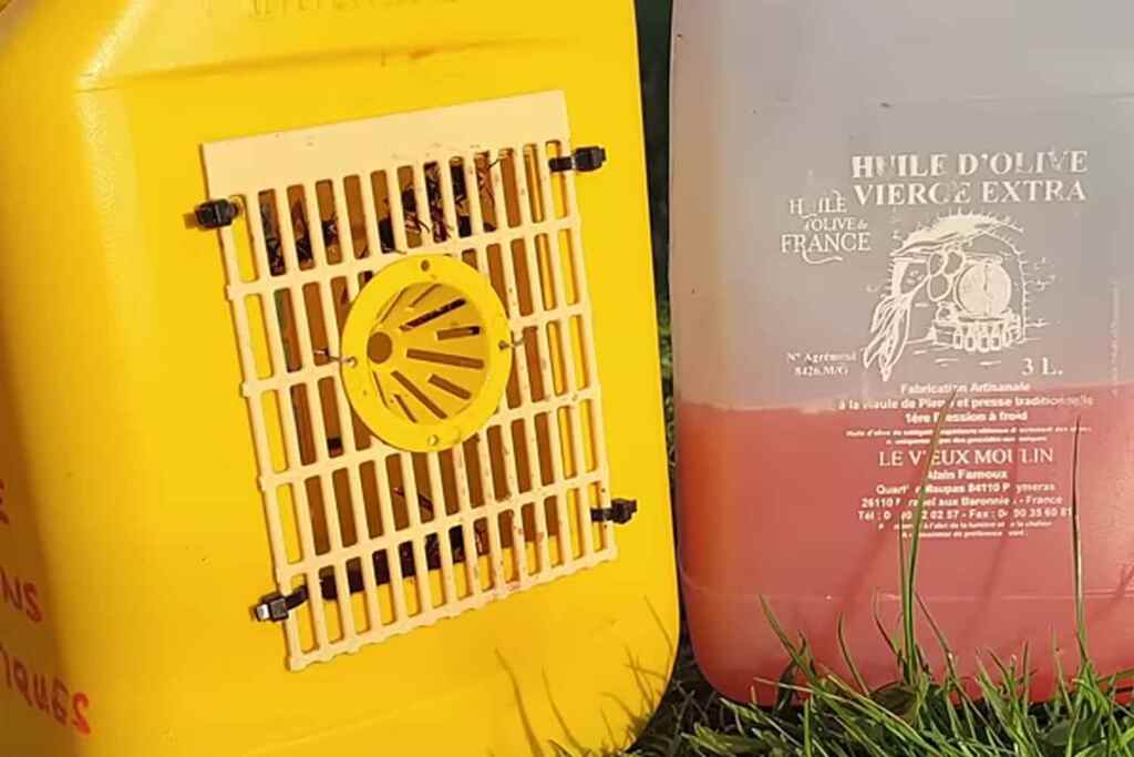 Piège à calabrone asiatique