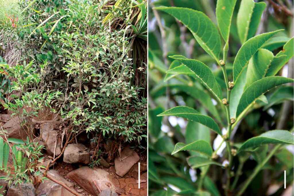 Rhinetea niccolifera