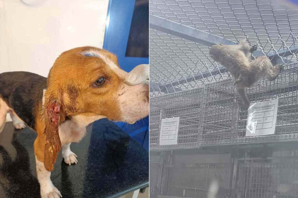 Animaux de Peta India