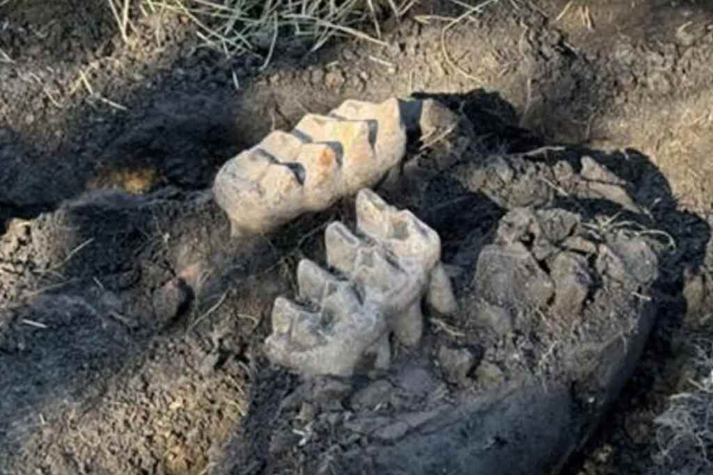 Mandibola avec mastodonte trouvé dans le comté d'Orange, Département de l'éducation de l'État de New York