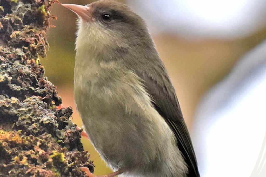 Rampichino of Honey Extinction Conservation Program