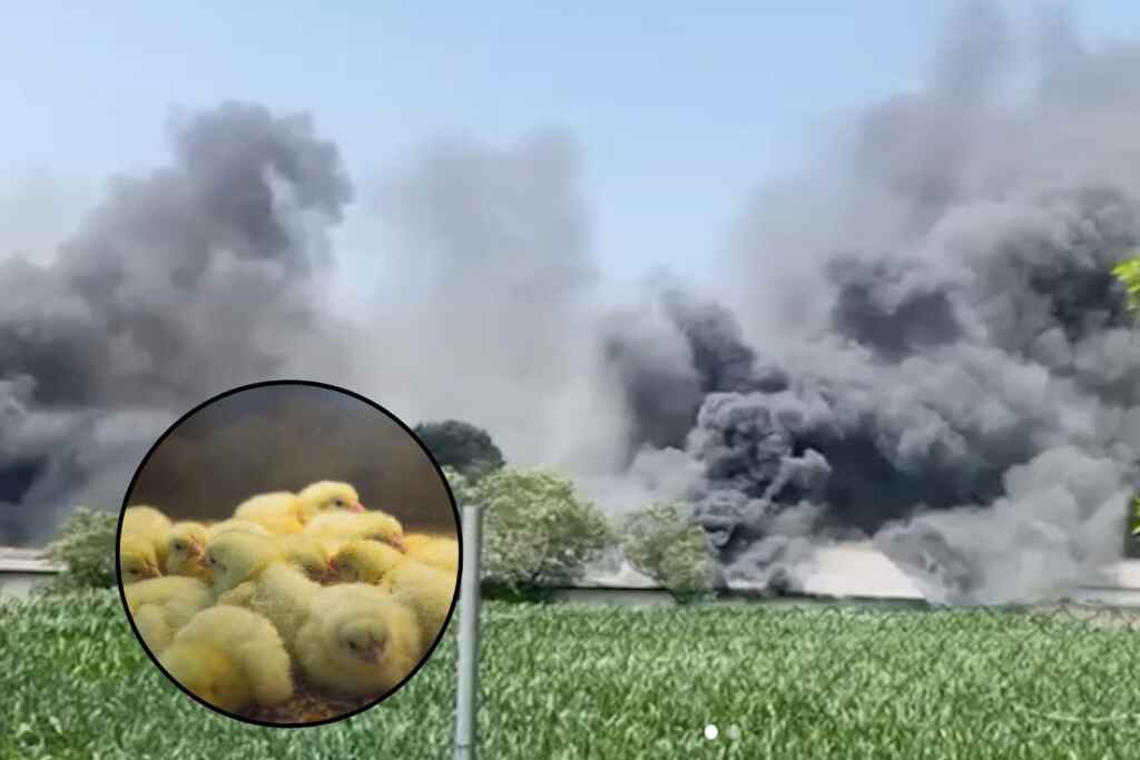 Mantoue poussins feu