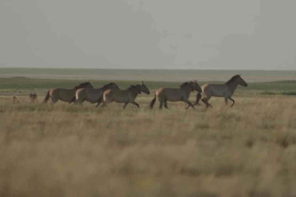Chevaux de przewalski