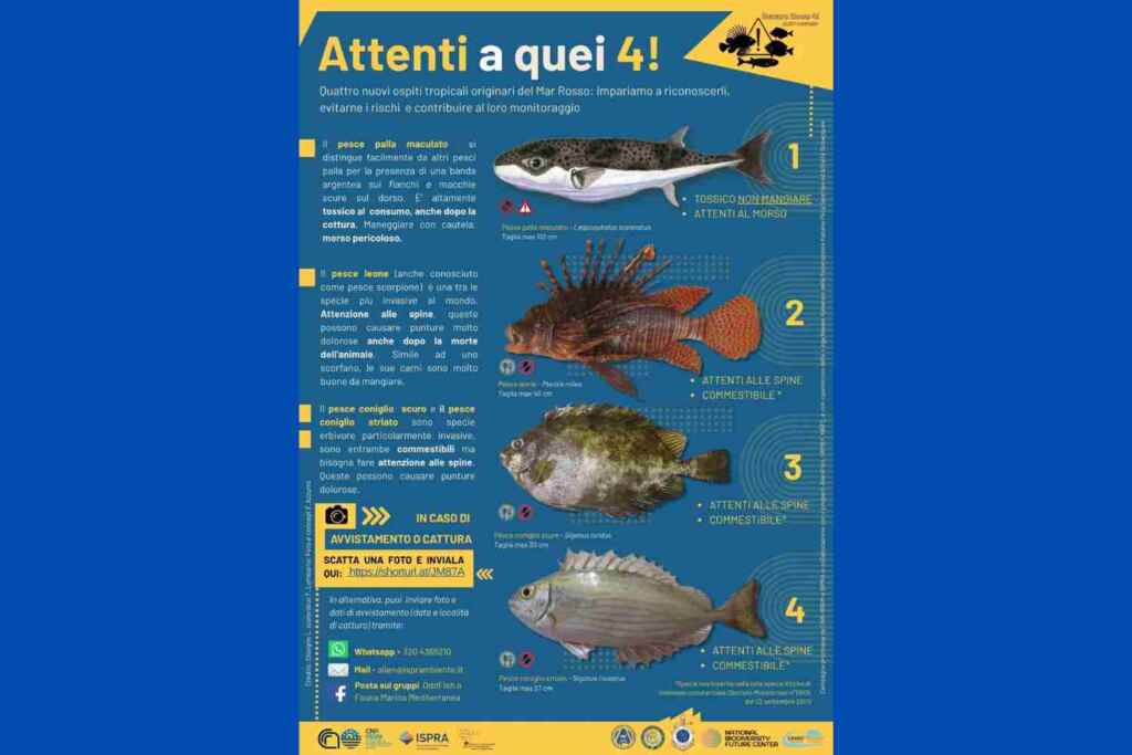 Poissons_lieni