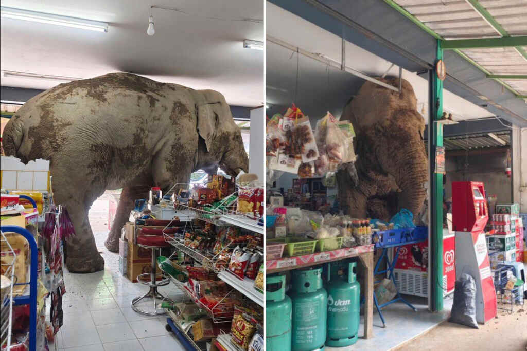 Boutique d'éléphant