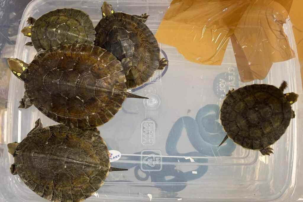 Aéroport de contrebande