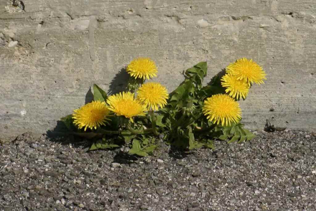Des dents de Leone sur le ciment
