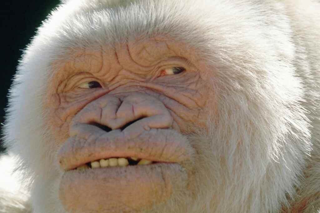 Gorille albino