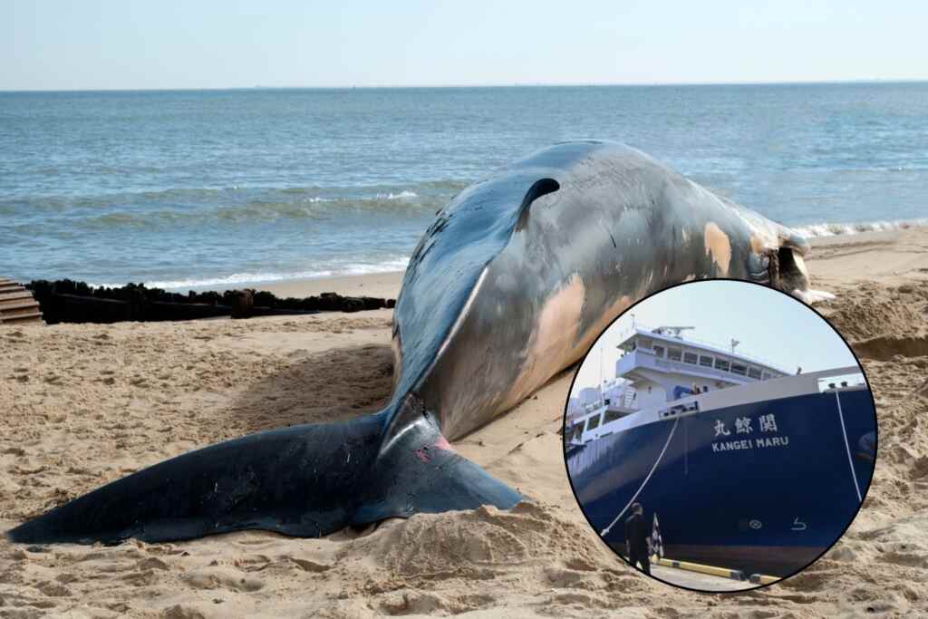 Balene Japon