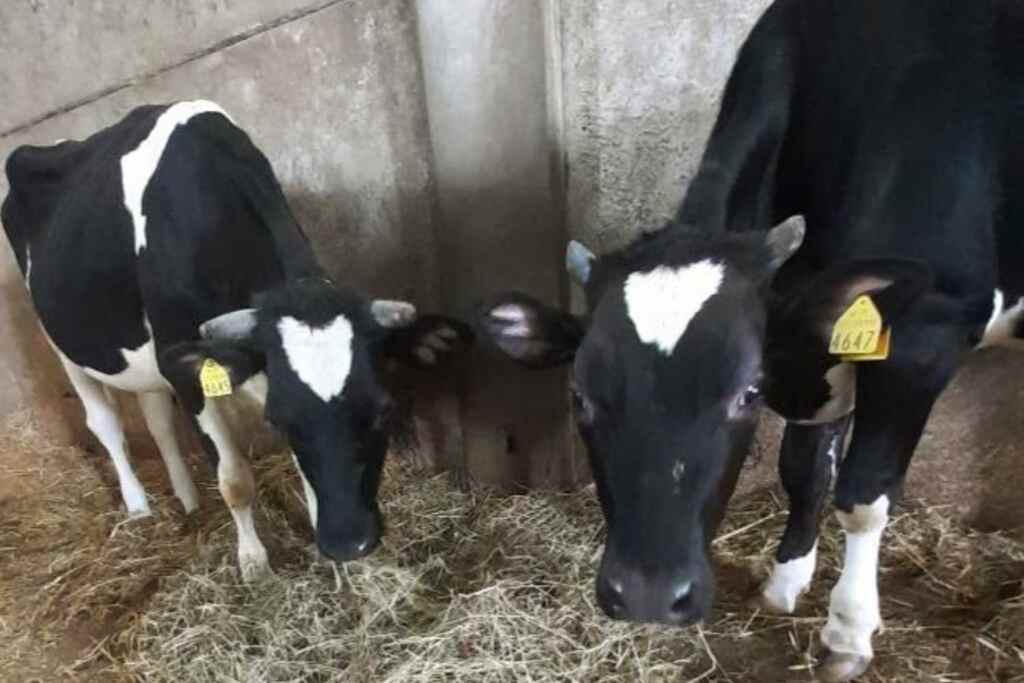 Brocheur de champignons