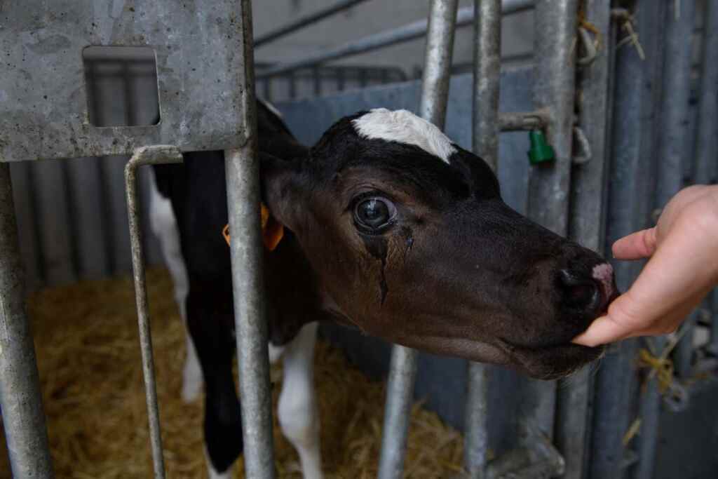 Investigation de l'égalité animale Munchi Vitelli