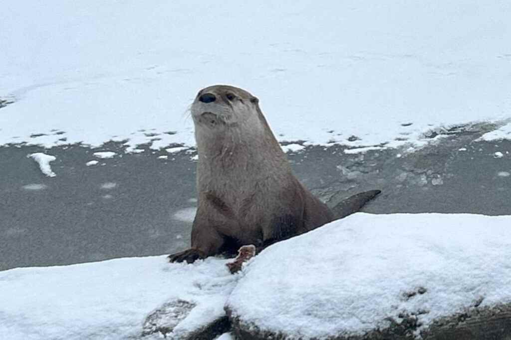 LONTRA NOUVEAU ZOO LIBERA