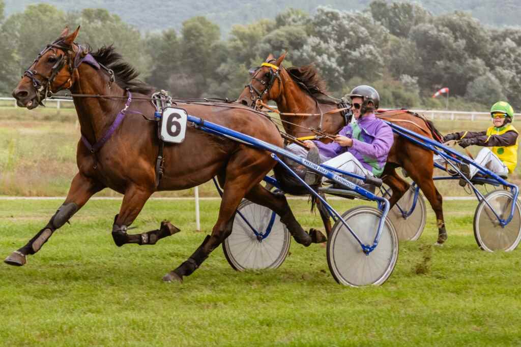 Horse Effondrement race trot follonica