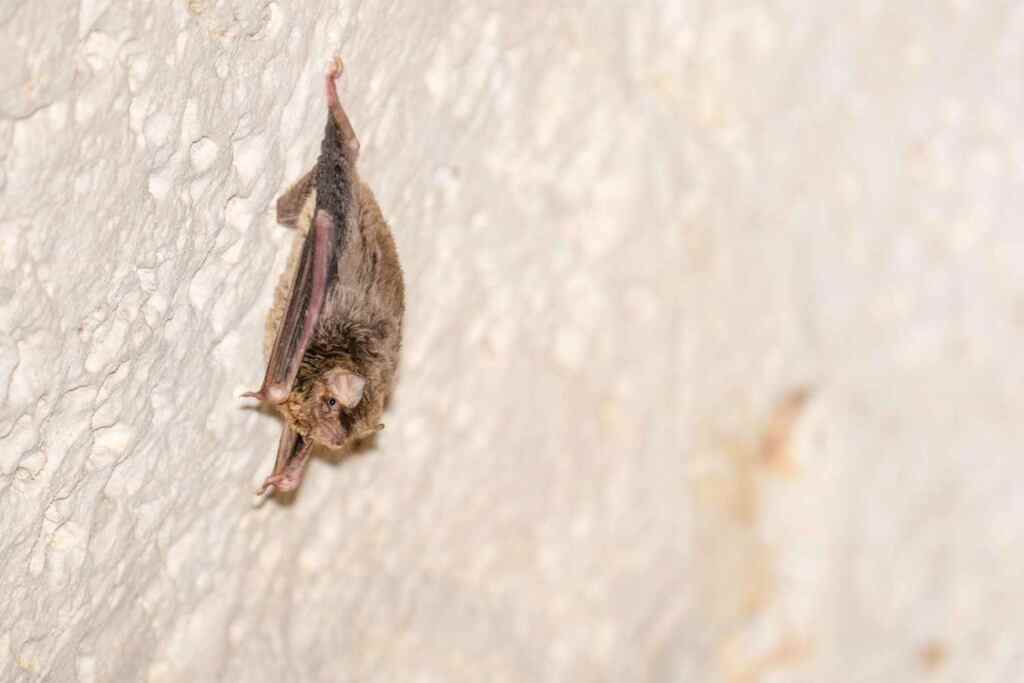 Miniopterus_maghrebensis