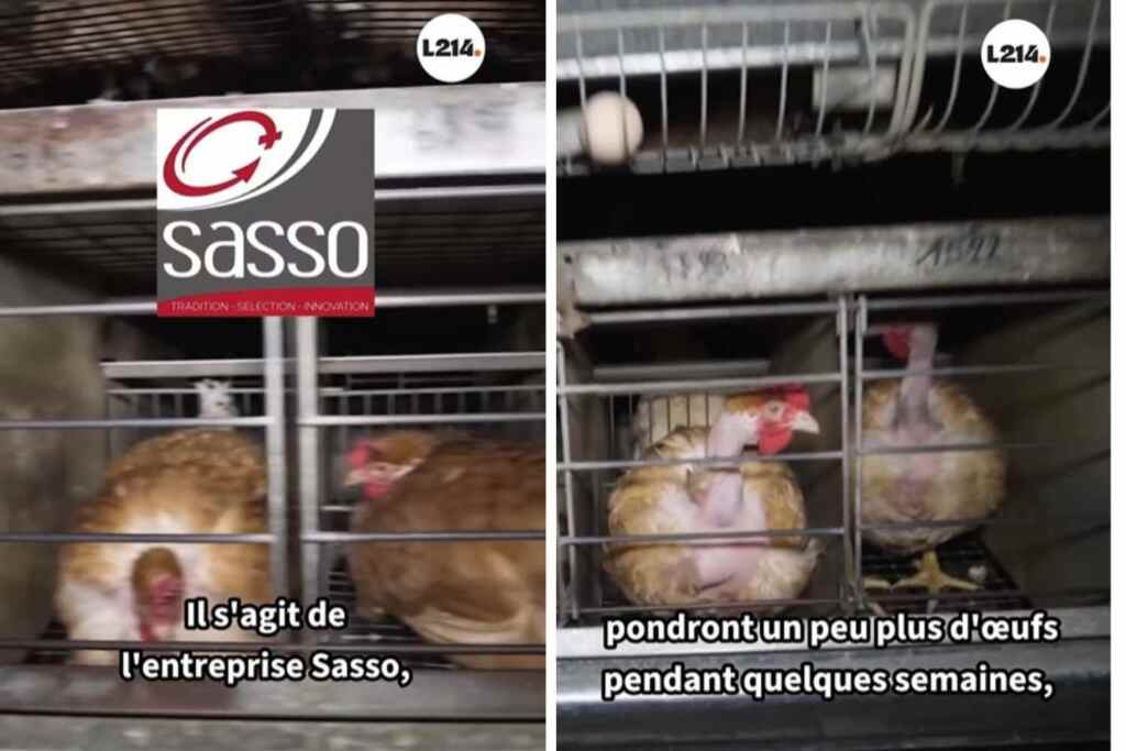 Sasso Chickever Breending