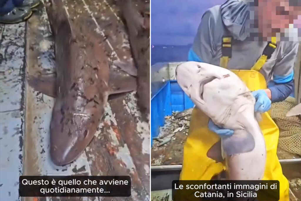 Trophée des requins