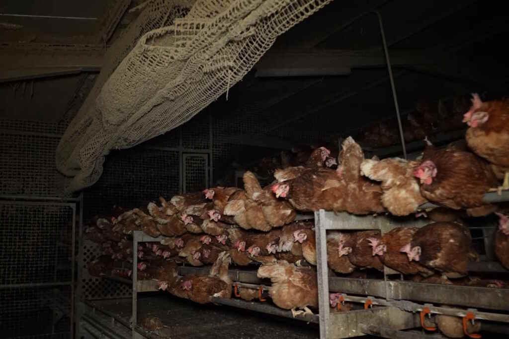 Poulets Majorque