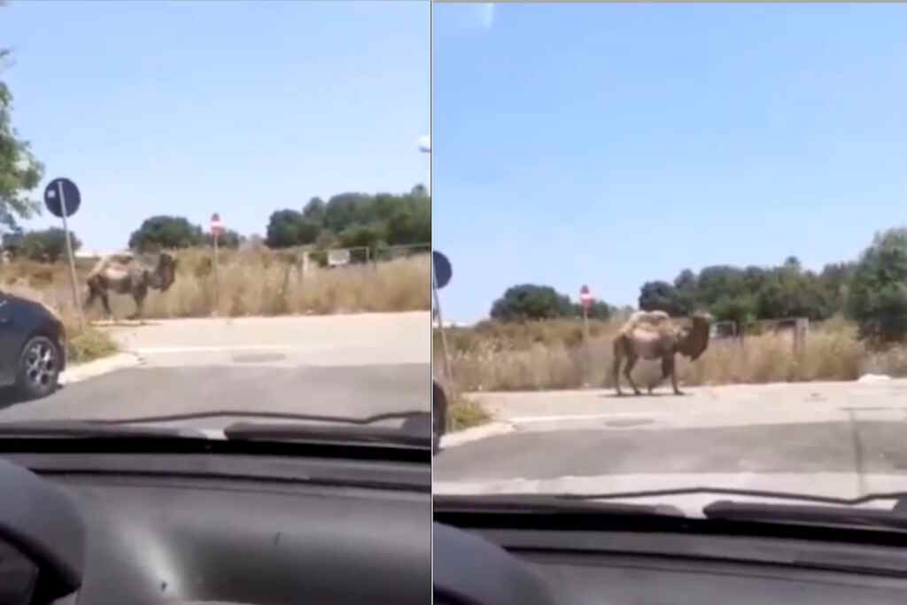 Puglia de cirque de chameau