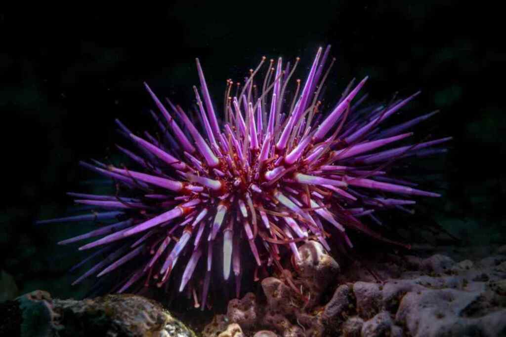 Extinction Sea Riccio