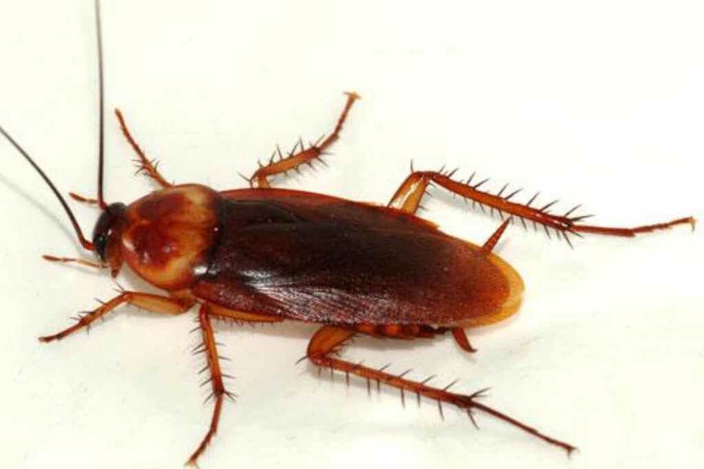 Cafards volants américains à Rome