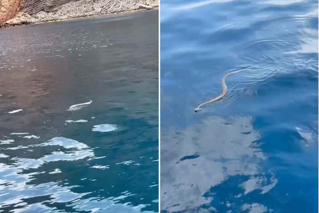 Snakes Ibiza
