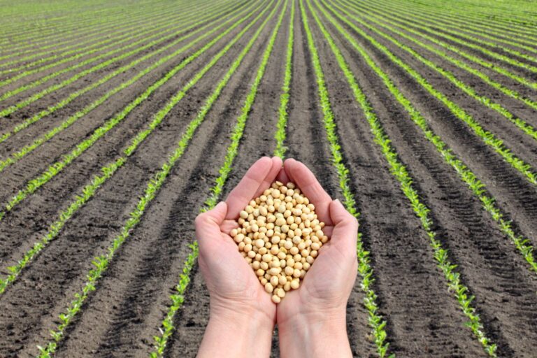 OGM SOY: Green Light Pour l'importation d'une nouvelle variété, l'Europe se rend aux multinationales?
