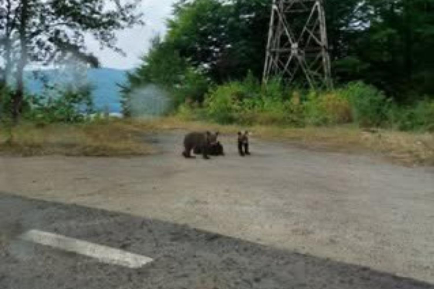 Cuccioli motociclista Romania