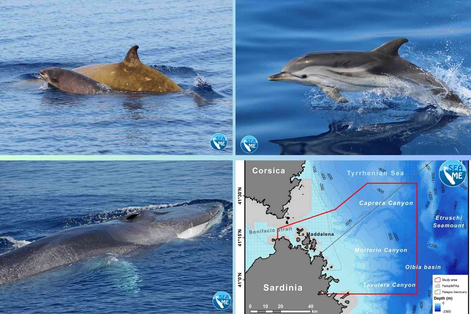 Cetacei_Caprera_Canyion