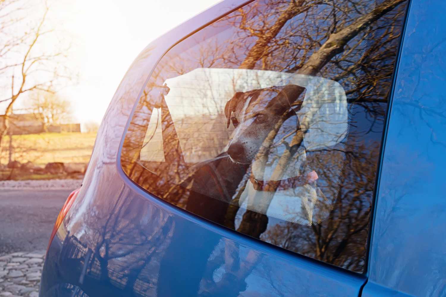 Chien fermé dans la voiture 2