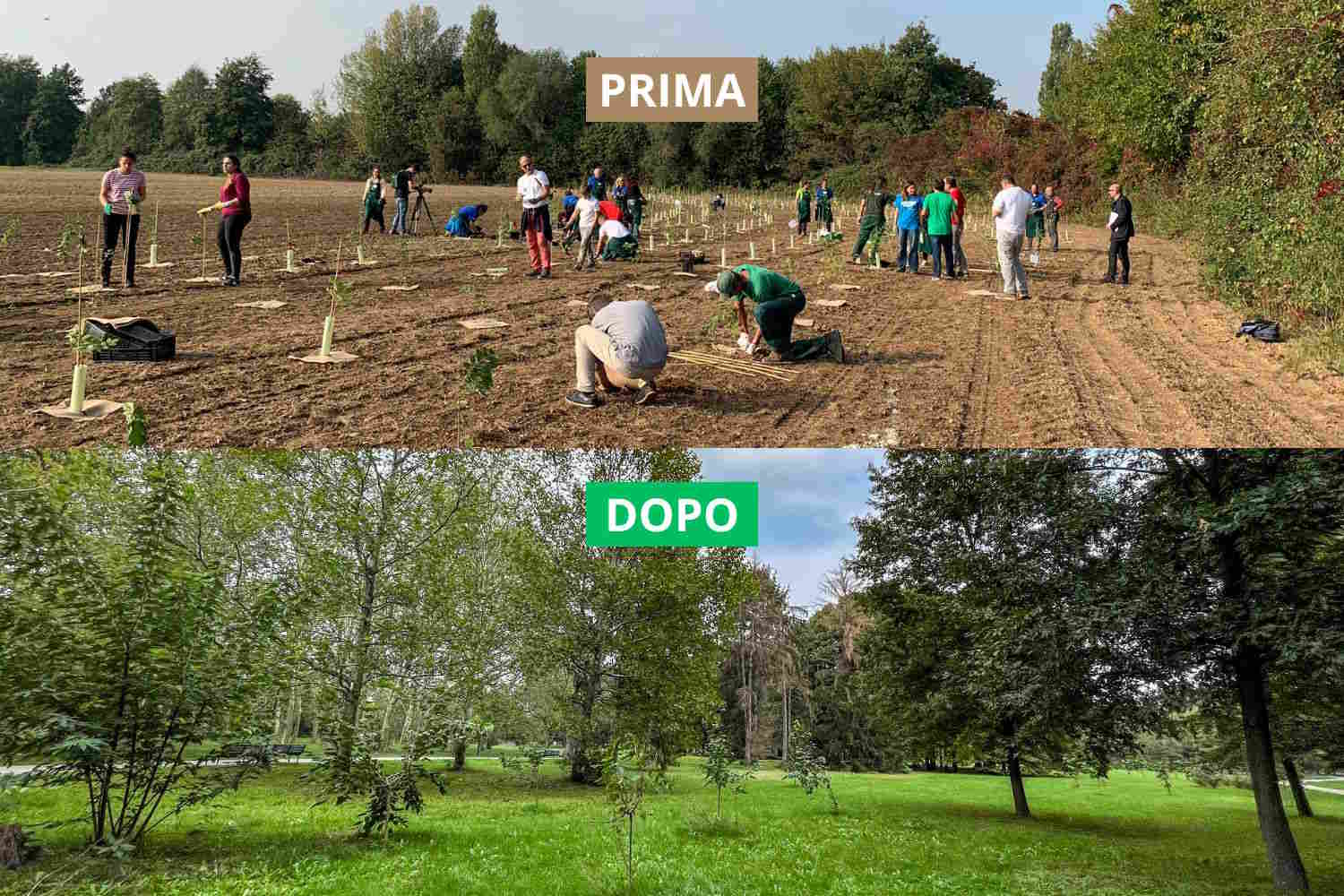 Bosco Parco Nord Milano