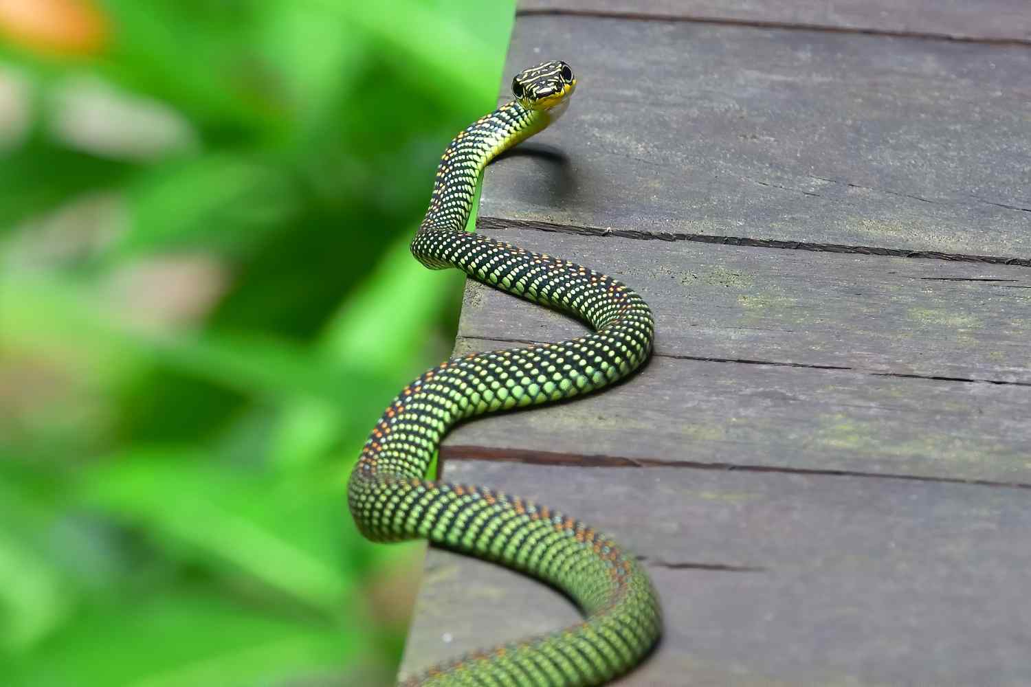 Chrysopelea paradisi