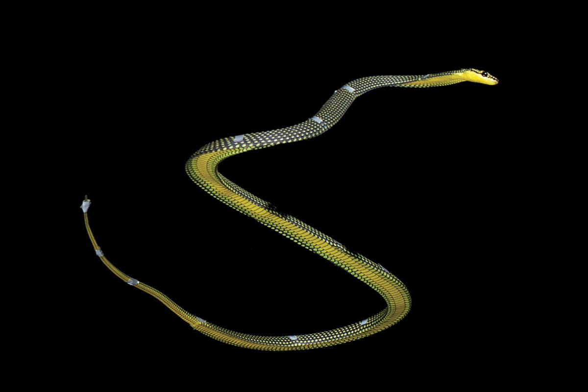 Snake de volant 